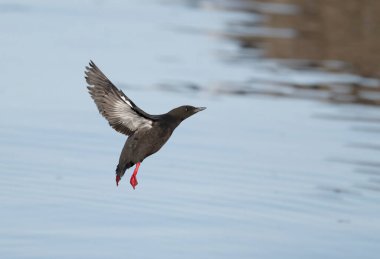 Siyah Guillemot, Cepphus grylle, su üzerinde tek kuş, İskoçya, Nisan 2025
