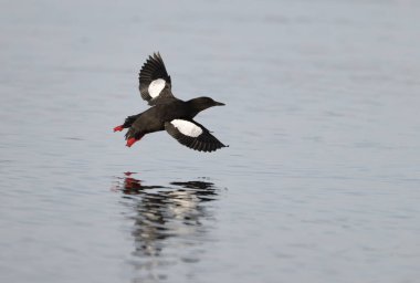 Siyah Guillemot, Cepphus grylle, su üzerinde tek kuş, İskoçya, Nisan 2025