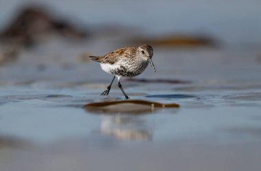 Dunlin, Calidris Alpina, sahildeki tek kuş, Hebrides, İskoçya, Nisan 2025