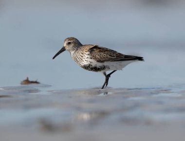 Dunlin, Calidris Alpina, sahildeki tek kuş, Hebrides, İskoçya, Nisan 2025