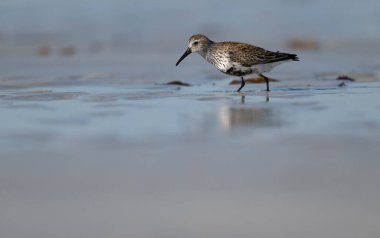 Dunlin, Calidris Alpina, sahildeki tek kuş, Hebrides, İskoçya, Nisan 2025