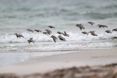 Dunlin, Calidris Alpina, kumsalda uçan bir grup kuş, Hebrides, İskoçya, Nisan 2025