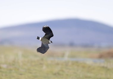 Kuzey kanadı, Vanellus Vanellus, tek bir kuş, Hebrides, İskoçya, Nisan 2025