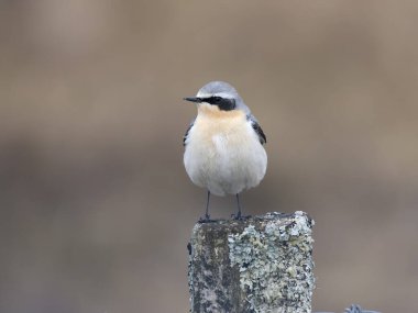 Kuzey Wheatear, Oenanthe oenanthe, çit direğinde tek kuş, Hebrides, İskoçya, Nisan 2025