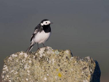Pied wagtail, Motacilla alba, kaya üzerinde bekar erkek kuş, Hebrides, İskoçya, Nisan 2025