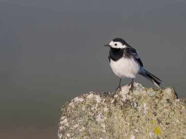 Pied wagtail, Motacilla alba, kaya üzerinde bekar erkek kuş, Hebrides, İskoçya, Nisan 2025