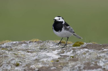 Pied wagtail, Motacilla alba, kaya üzerinde bekar erkek kuş, Hebrides, İskoçya, Nisan 2025