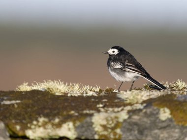 Pied wagtail, Motacilla alba, kaya üzerinde bekar erkek kuş, Hebrides, İskoçya, Nisan 2025