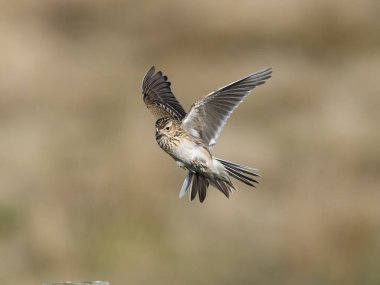 Skylark, Alauda arvensis, uçan tek kuş, Hebrides, İskoçya, Nisan 2025