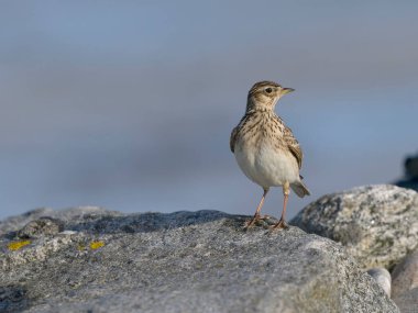 Skylark, Alauda arvensis, kaya, Hebrides, İskoçya, Nisan 2025