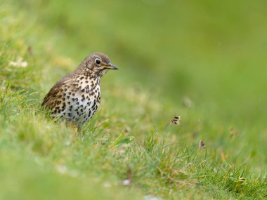 Song ardıç kuşu, Turdus filomelos, çimlerde tek kuş, İskoçya, Nisan 2025