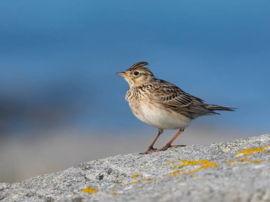 Skylark, Alauda arvensis, kaya, Hebrides, İskoçya, Nisan 2025