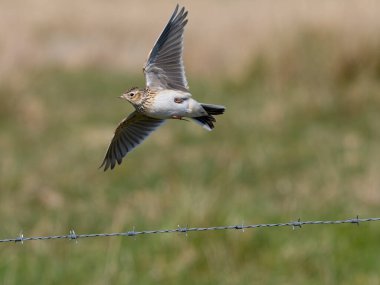 Skylark, Alauda arvensis, uçan tek kuş, Hebrides, İskoçya, Nisan 2025
