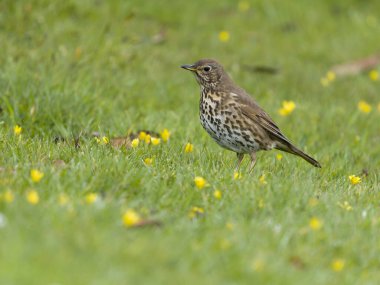 Song ardıç kuşu, Turdus filomelos, çimlerde tek kuş, İskoçya, Nisan 2025