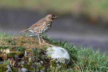 Song ardıç kuşu, Turdus filomelos, solucanlı tek kuş, İskoçya, Nisan 2025