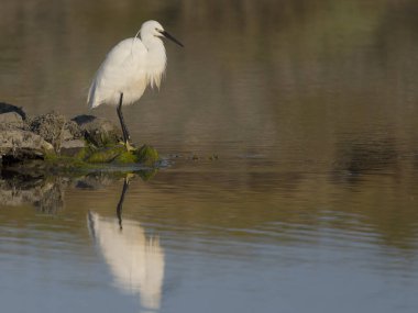Küçük balıkçıl, Egretta Garzetta, su kenarında tek kuş, Galler, Mayıs 2025