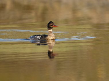 Kırmızı göğüslü merganser, Mergus serrator, suda bekar erkek, Mayıs 2025