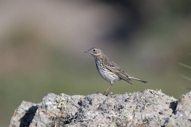 Kaya pipiti, Anthus petrosus, Galler 'deki tek kuş, Mayıs 2025