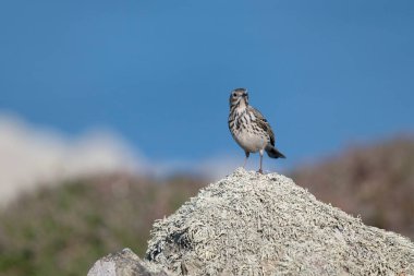 Kaya pipiti, Anthus petrosus, Galler 'deki tek kuş, Mayıs 2025