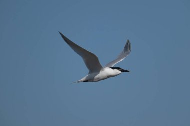 Sandviç, Thalasseus sandvicensis, tek bir kuş, Galler, Mayıs 2025