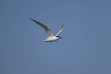 Sandviç, Thalasseus sandvicensis, tek bir kuş, Galler, Mayıs 2025