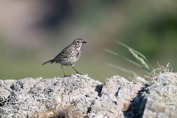 Kaya pipiti, Anthus petrosus, Galler 'deki tek kuş, Mayıs 2025