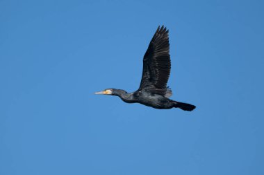Büyük karabatak, Phalacrocorax karbonhidrat, uçan tek kuş, Warwickshire, Mayıs 2025