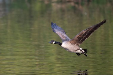 Kanada kazı, Branta kanadensis, uçan tek kuş, Warwickshire, Mayıs 2025