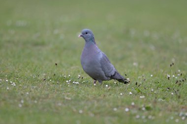 Güvercin stoğu, Columba oenas, çimlerde tek kuş, Warwickshire, Mayıs 2025