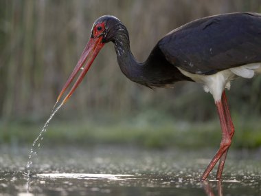 Kara leylek, Ciconia zencisi, sudaki tek kuş, Macaristan, Mayıs 2025