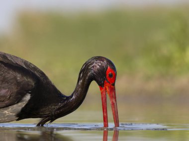 Kara leylek, Ciconia zencisi, sudaki tek kuş, Macaristan, Mayıs 2025