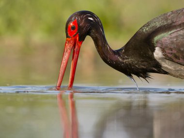 Kara leylek, Ciconia zencisi, sudaki tek kuş, Macaristan, Mayıs 2025