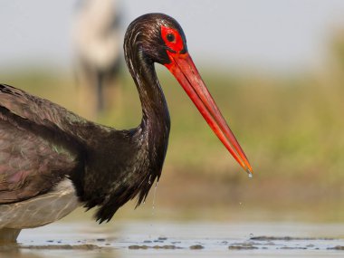 Kara leylek, Ciconia zencisi, sudaki tek kuş, Macaristan, Mayıs 2025