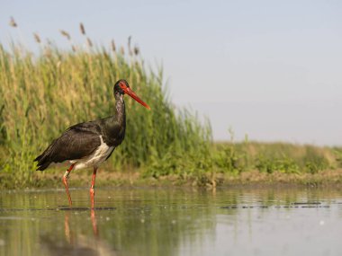Kara leylek, Ciconia zencisi, sudaki tek kuş, Macaristan, Mayıs 2025