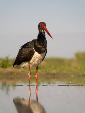 Kara leylek, Ciconia zencisi, sudaki tek kuş, Macaristan, Mayıs 2025