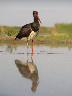 Kara leylek, Ciconia zencisi, sudaki tek kuş, Macaristan, Mayıs 2025