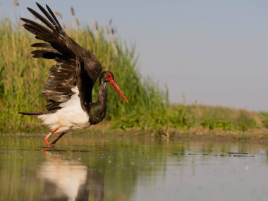 Kara leylek, Ciconia zencisi, sudaki tek kuş, Macaristan, Mayıs 2025