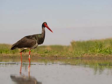 Kara leylek, Ciconia zencisi, sudaki tek kuş, Macaristan, Mayıs 2025