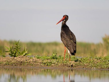 Kara leylek, Ciconia zencisi, sudaki tek kuş, Macaristan, Mayıs 2025