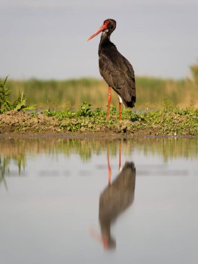 Kara leylek, Ciconia zencisi, sudaki tek kuş, Macaristan, Mayıs 2025