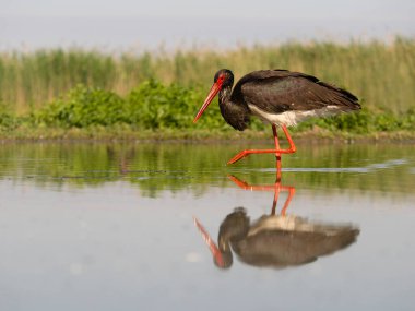 Kara leylek, Ciconia zencisi, sudaki tek kuş, Macaristan, Mayıs 2025