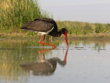 Kara leylek, Ciconia zencisi, sudaki tek kuş, Macaristan, Mayıs 2025