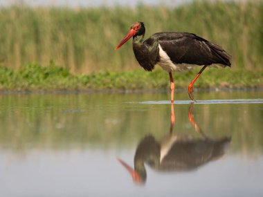 Kara leylek, Ciconia zencisi, sudaki tek kuş, Macaristan, Mayıs 2025