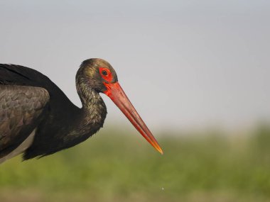 Kara leylek, Ciconia zencisi, sudaki tek kuş, Macaristan, Mayıs 2025