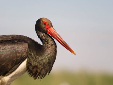 Kara leylek, Ciconia zencisi, sudaki tek kuş, Macaristan, Mayıs 2025