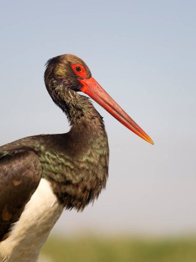 Kara leylek, Ciconia zencisi, sudaki tek kuş, Macaristan, Mayıs 2025