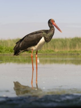 Kara leylek, Ciconia zencisi, sudaki tek kuş, Macaristan, Mayıs 2025