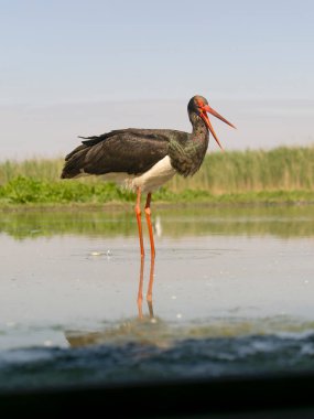 Kara leylek, Ciconia zencisi, sudaki tek kuş, Macaristan, Mayıs 2025