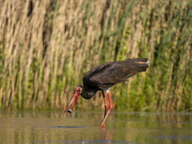 Kara leylek, Ciconia zencisi, balıklı suda tek kuş, Macaristan, Mayıs 2025