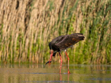 Kara leylek, Ciconia zencisi, balıklı suda tek kuş, Macaristan, Mayıs 2025